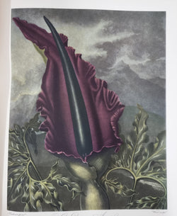 Thorntons Temple Of Flora With Coloured & Collotype Plates | Antique & Vintage | Moonee Ponds Antiques | Australia Wide Delivery