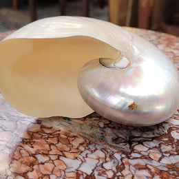 Interesting white Pearl Nautilus shell. Beautiful shape and colour and is in good original condition. Please view photos as they help form part of the description.
