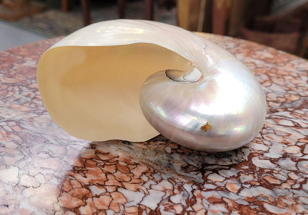 Interesting white Pearl Nautilus shell. Beautiful shape and colour and is in good original condition. Please view photos as they help form part of the description.