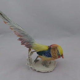 German Golden Pheasant