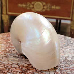 Interesting white Pearl Nautilus shell. Beautiful shape and colour and is in good original condition. Please view photos as they help form part of the description.