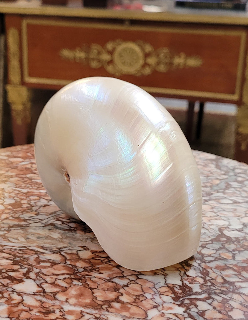 Interesting white Pearl Nautilus shell. Beautiful shape and colour and is in good original condition. Please view photos as they help form part of the description.