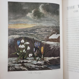 Thorntons Temple Of Flora With Coloured & Collotype Plates