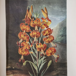 Thorntons Temple Of Flora With Coloured & Collotype Plates