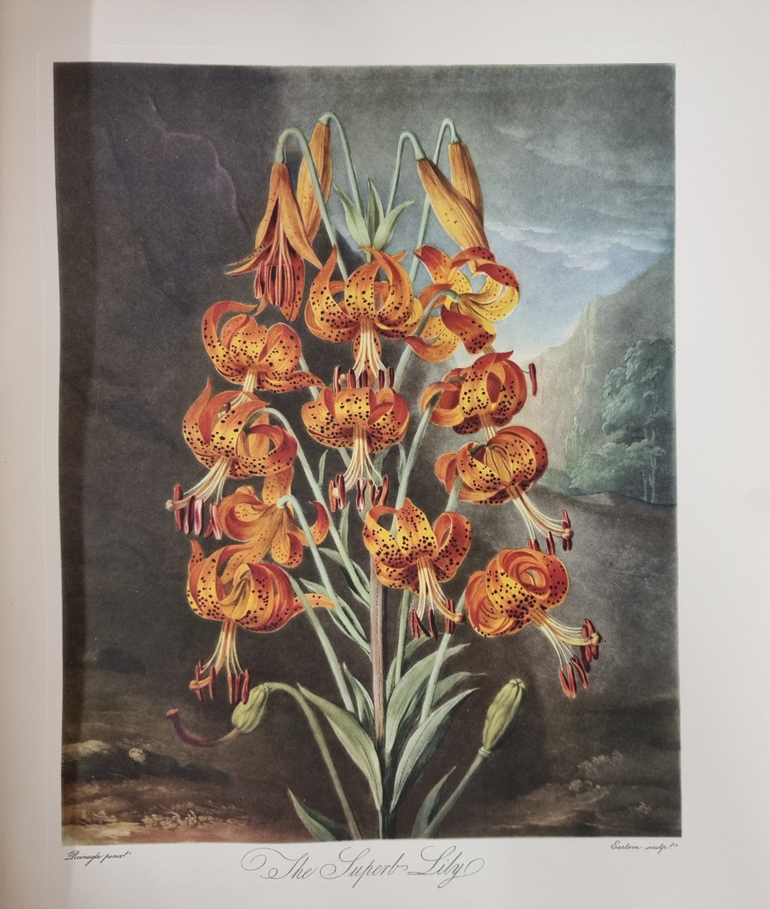 Thorntons Temple Of Flora With Coloured & Collotype Plates