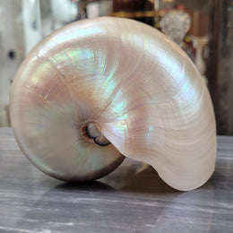 Interesting white Pearl Nautilus shell. Beautiful shape and colour and is in good original condition. Please view photos as they help form part of the description.