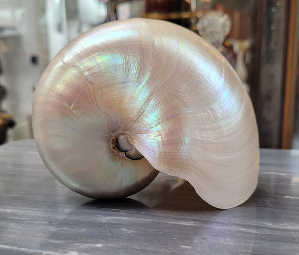 Interesting white Pearl Nautilus shell. Beautiful shape and colour and is in good original condition. Please view photos as they help form part of the description.