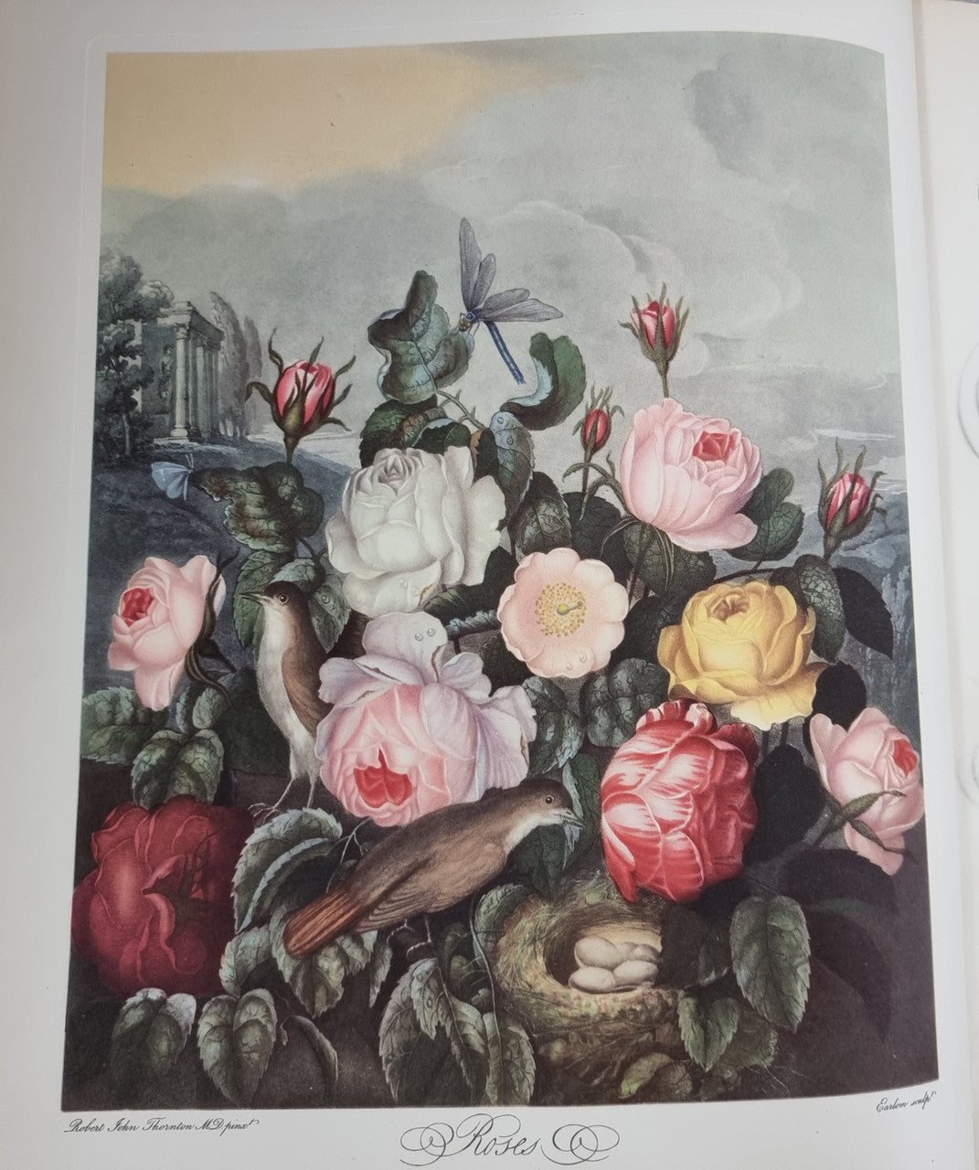 Thorntons Temple Of Flora With Coloured & Collotype Plates