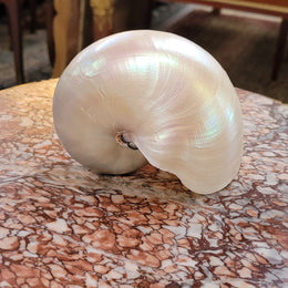Interesting white Pearl Nautilus shell. Beautiful shape and color and is in good original condition. Please view photos as they help form part of the description.