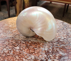 Interesting White Pearl Nautilus Shell | Antique & Vintage | Moonee Ponds Antiques | Australia Wide Delivery