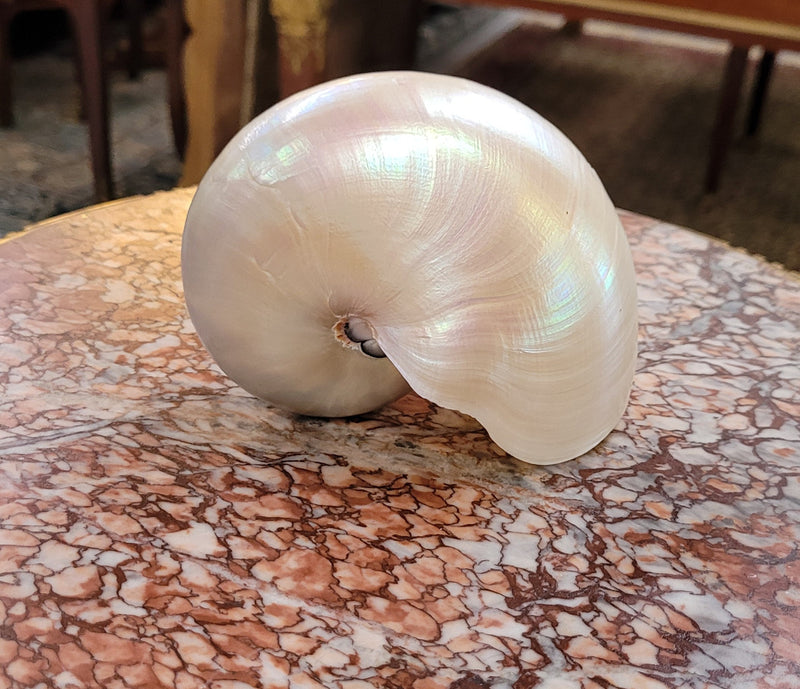 Interesting white Pearl Nautilus shell. Beautiful shape and color and is in good original condition. Please view photos as they help form part of the description.